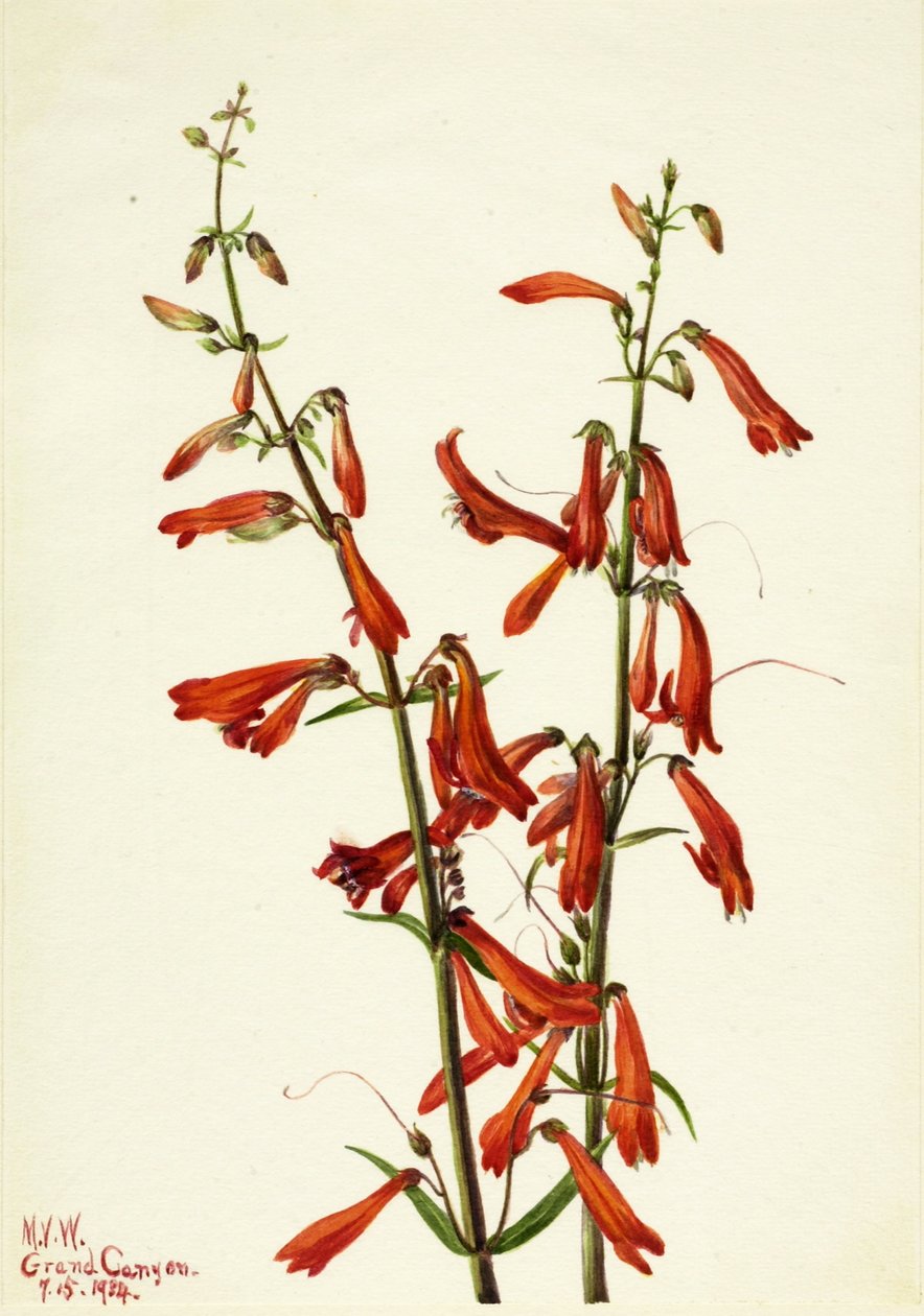 Pentstemon (Pentstemon barbatus) da Mary Vaux Walcott