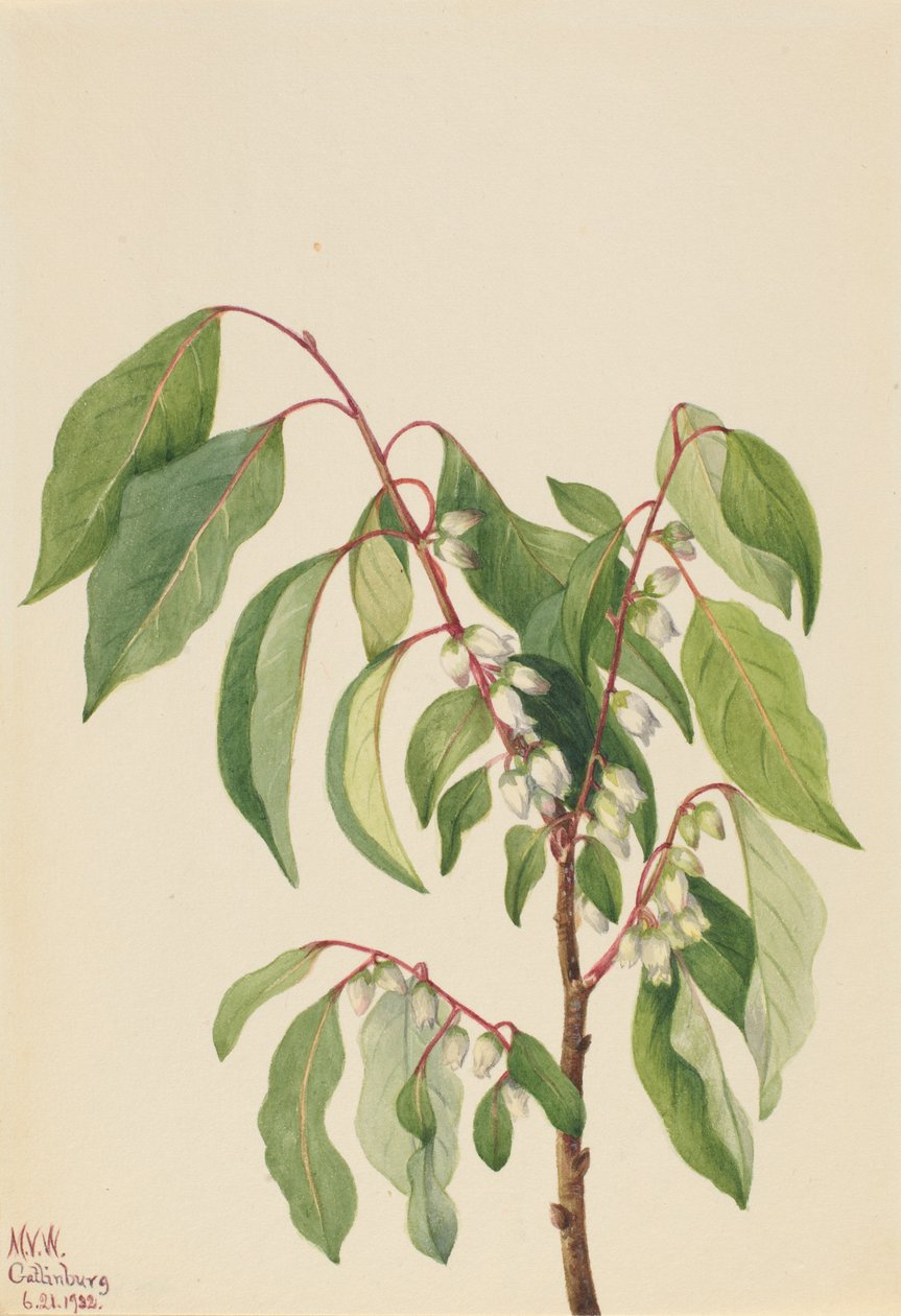 Persimmon (Diospyros virginiana) da Mary Vaux Walcott