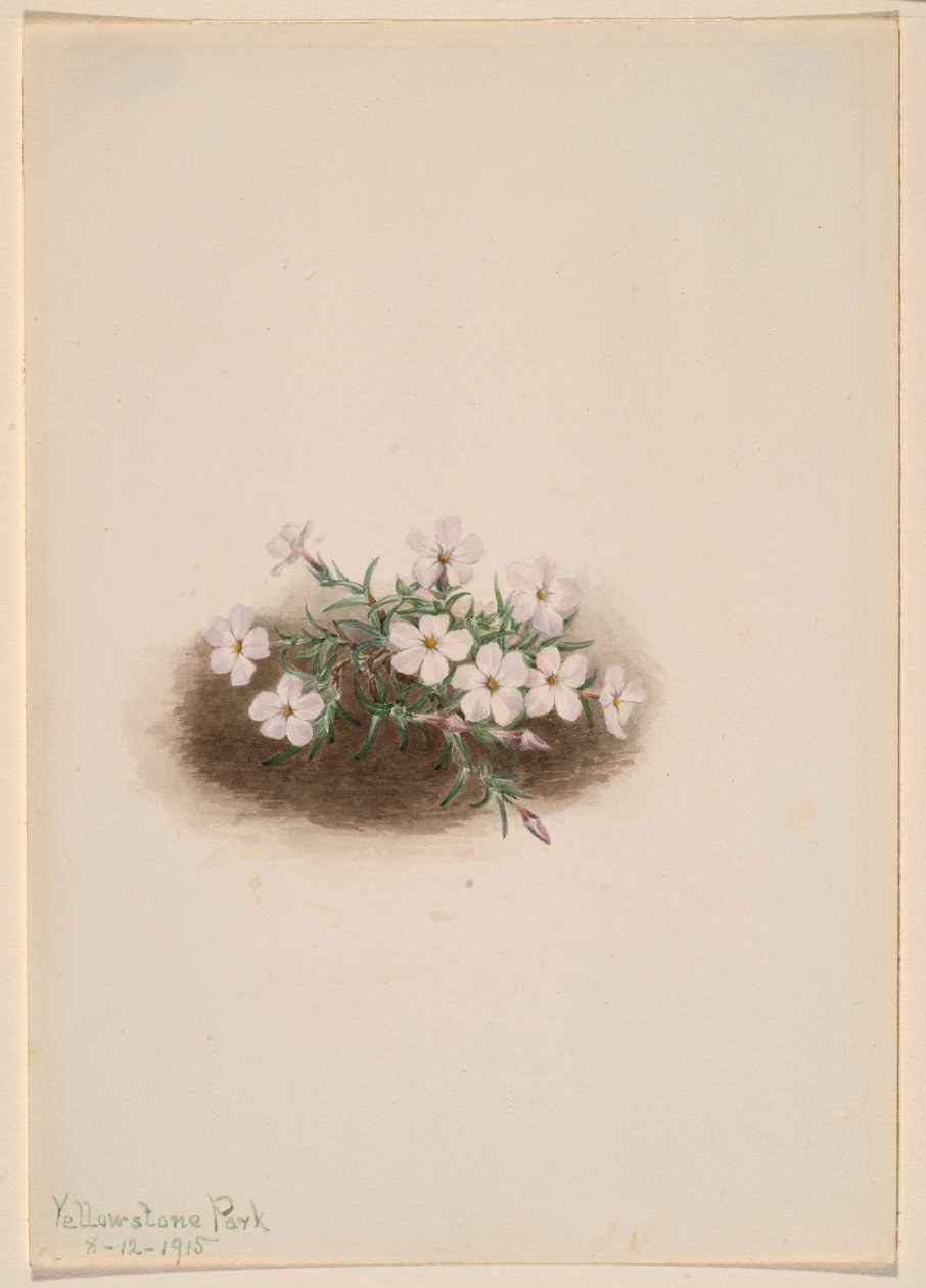 Phlox da Mary Vaux Walcott