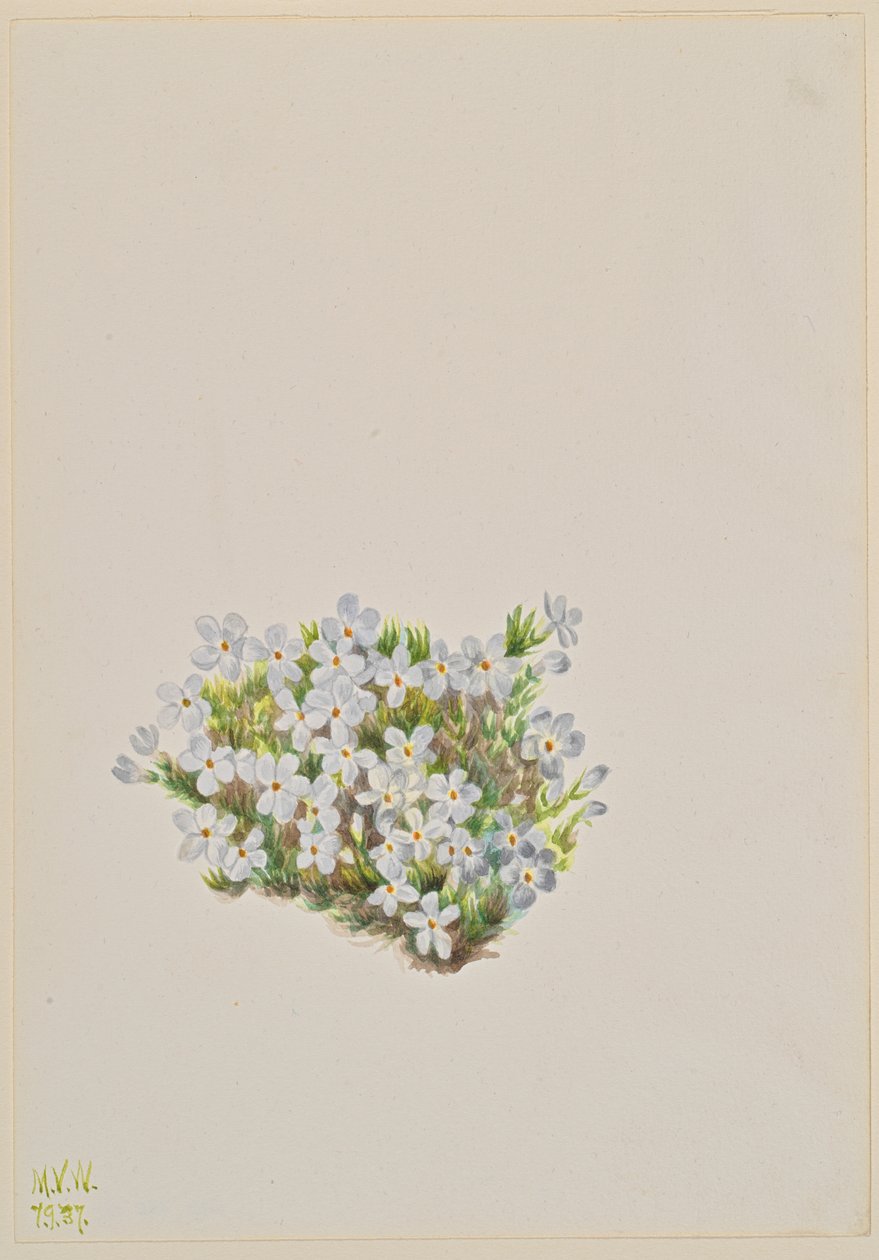 Phlox caespitosa (1937) da Mary Vaux Walcott