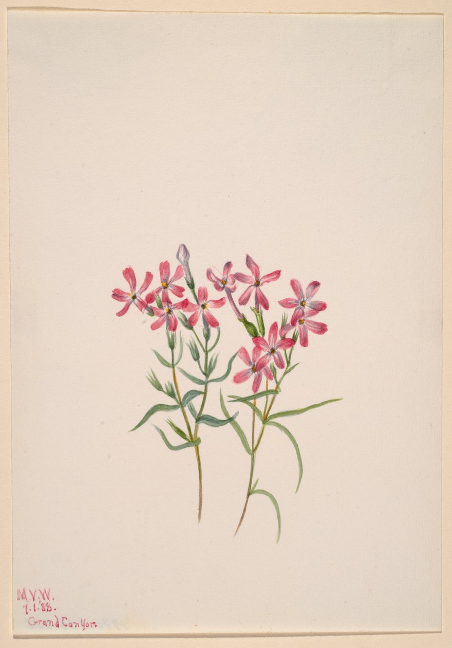 Phlox stansburyi da Mary Vaux Walcott
