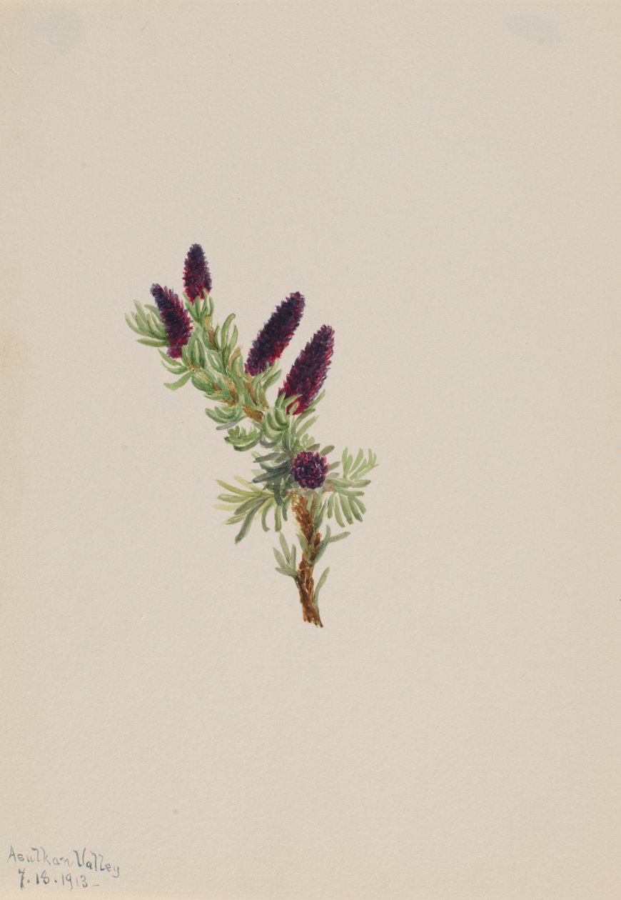 Picea engelmanni, 1913 da Mary Vaux Walcott