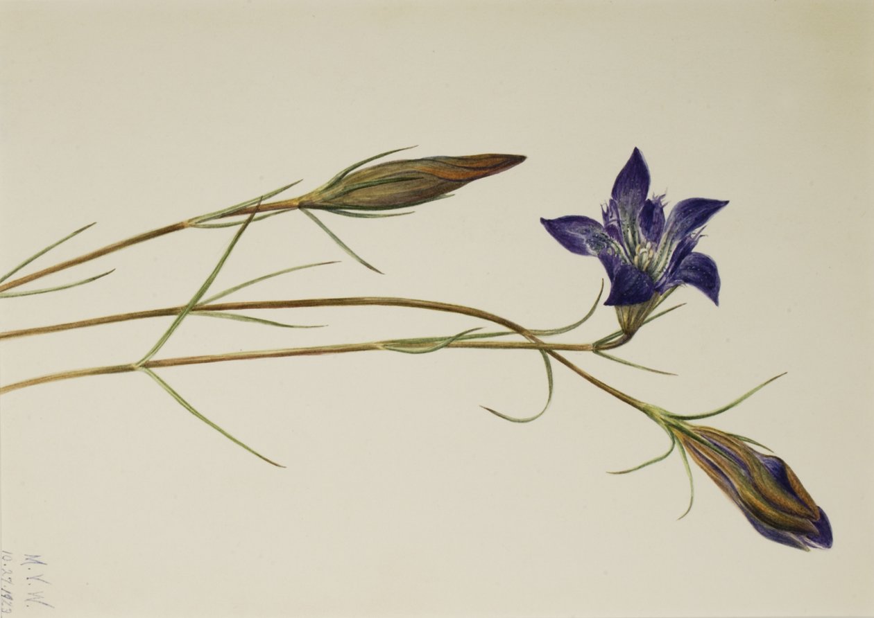 Genziana porfirio, 1923 da Mary Vaux Walcott