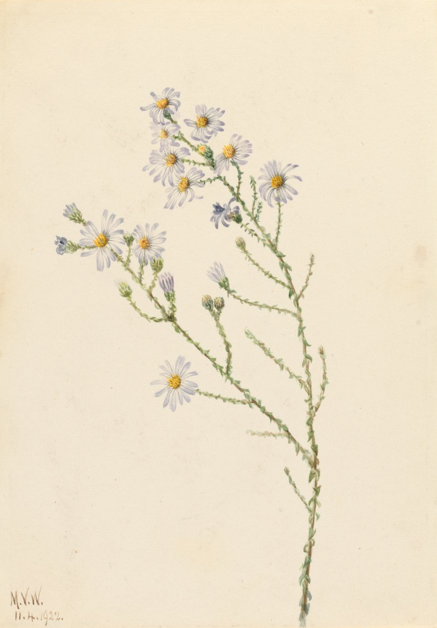 Aster di Pineland Aster squarrosus da Mary Vaux Walcott