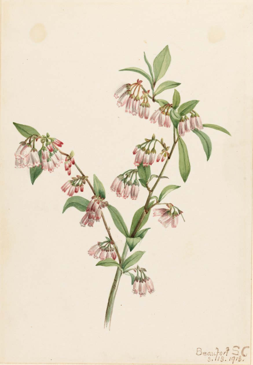 Mirtillo di Pineland (Vaccinium tenellum) da Mary Vaux Walcott