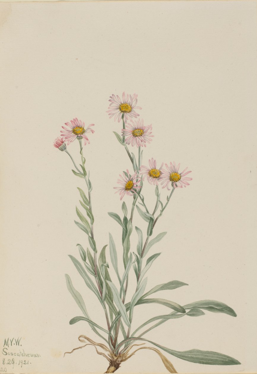 Flebo rosa (Erigeron caespitosus) da Mary Vaux Walcott
