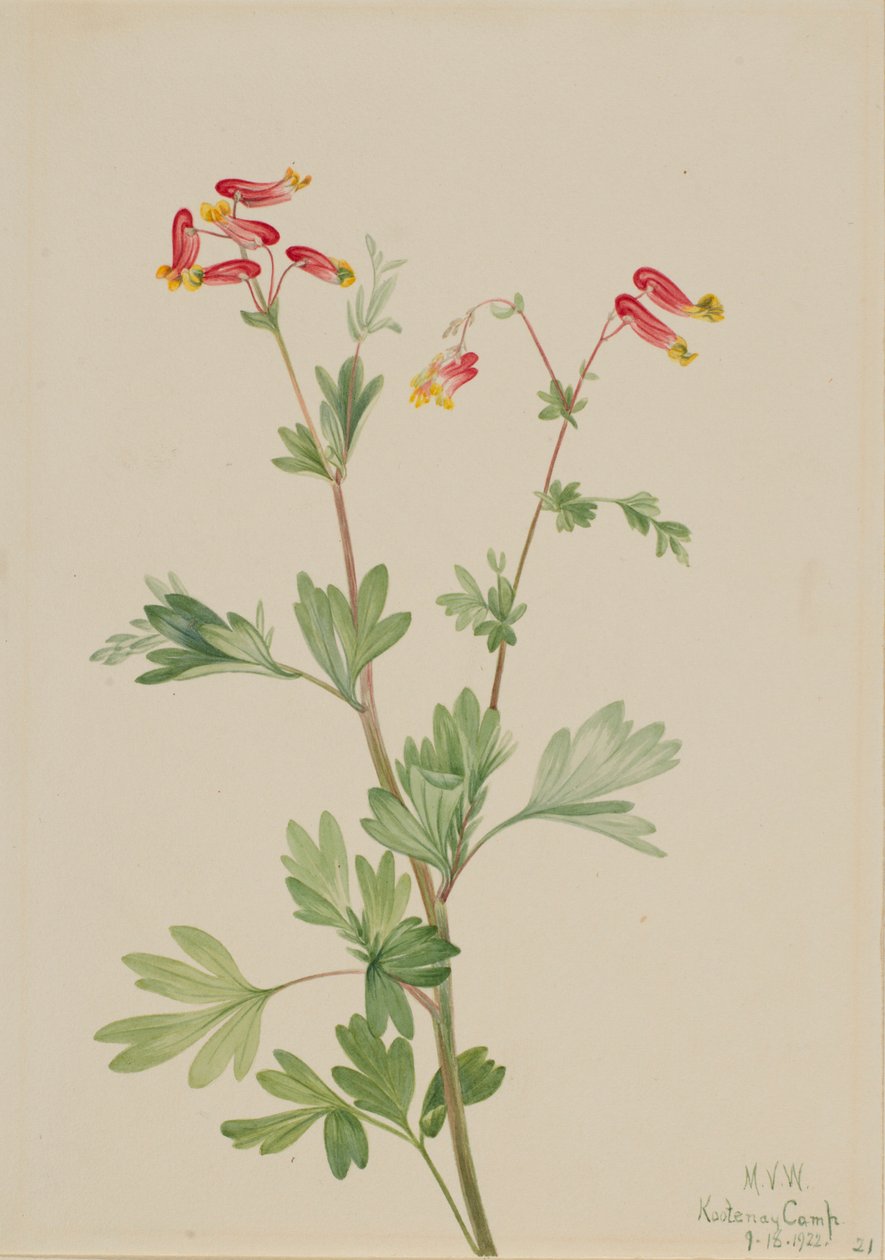 Fumaria rosa (Capnoides sempervirens) da Mary Vaux Walcott