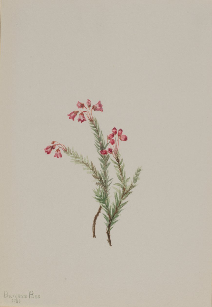 Erica rosa Phyllodoce empetriformis, 1901 da Mary Vaux Walcott