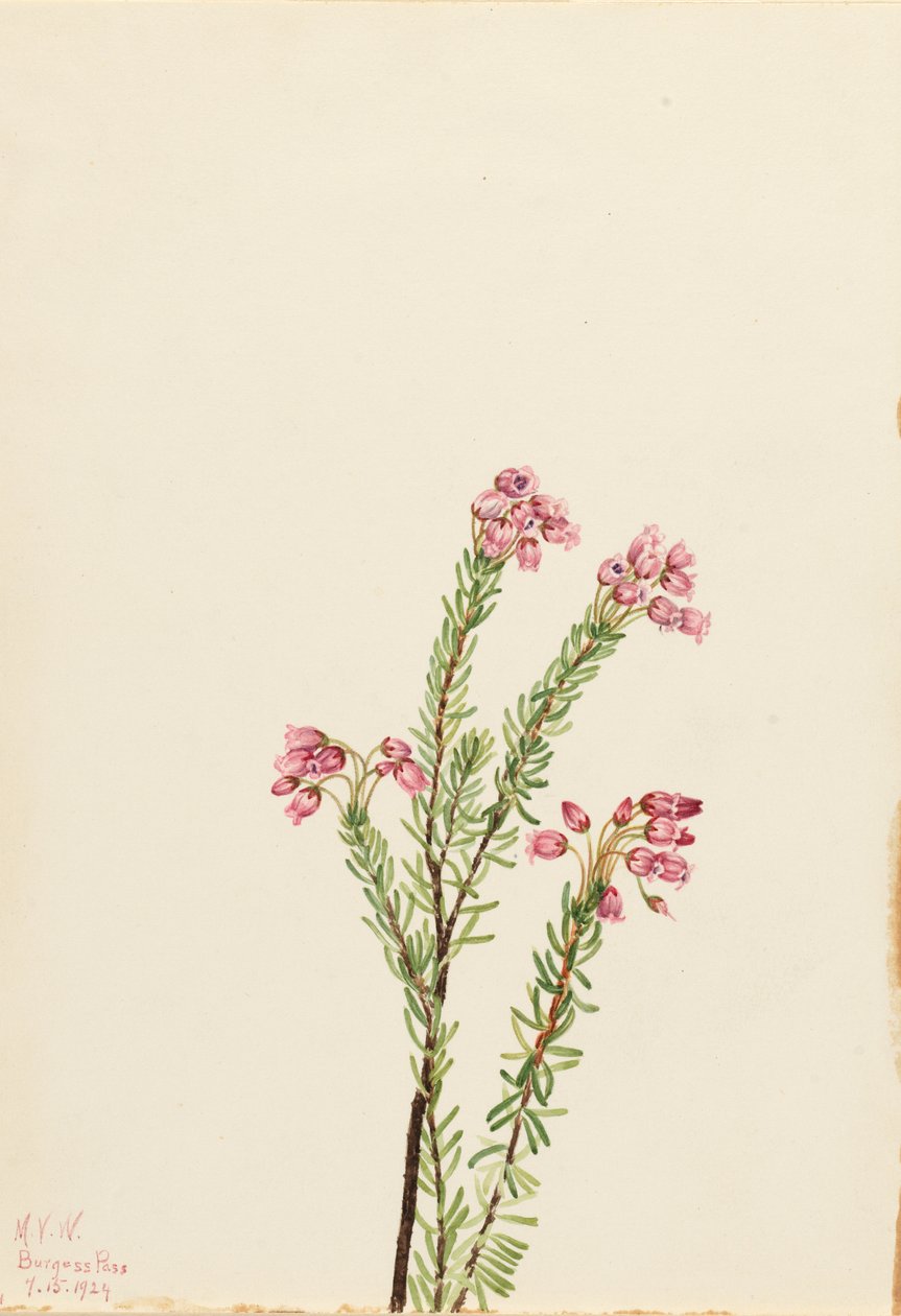 Erica rosa di montagna (Phyllodoce empetriformis) da Mary Vaux Walcott