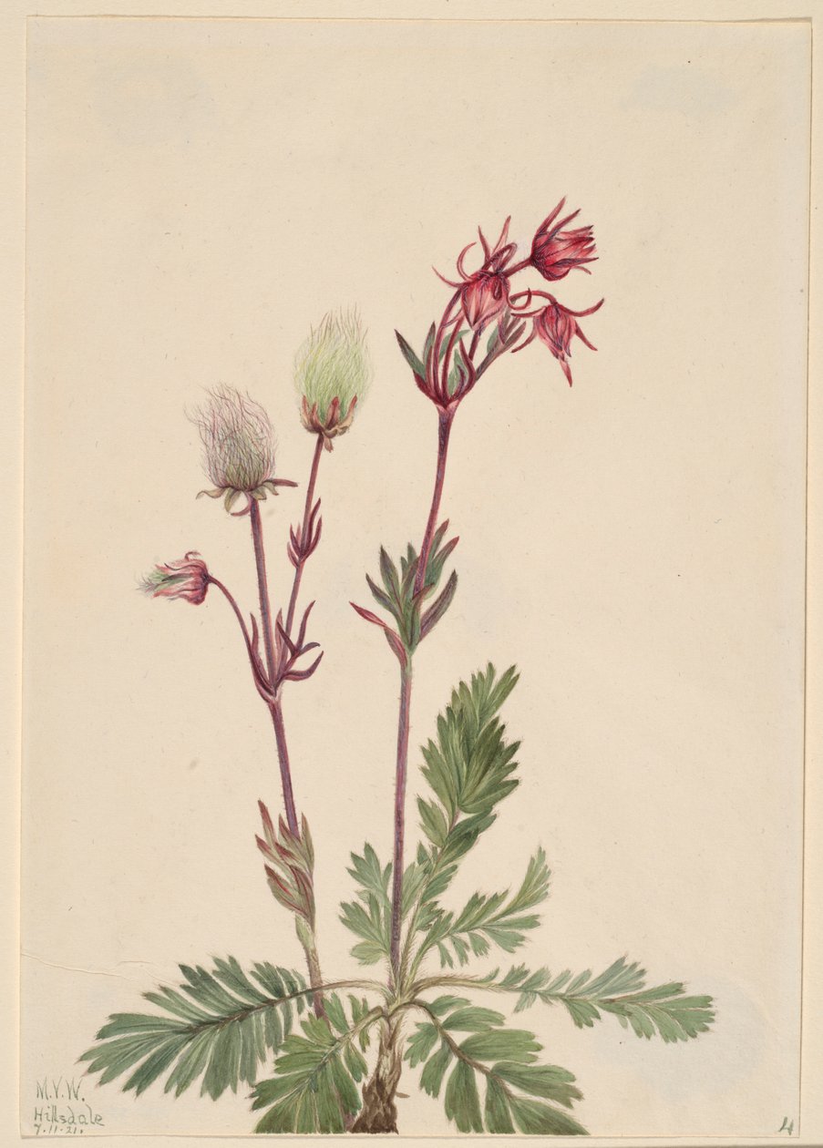 Fumaria della prateria (Sieversia ciliata) da Mary Vaux Walcott