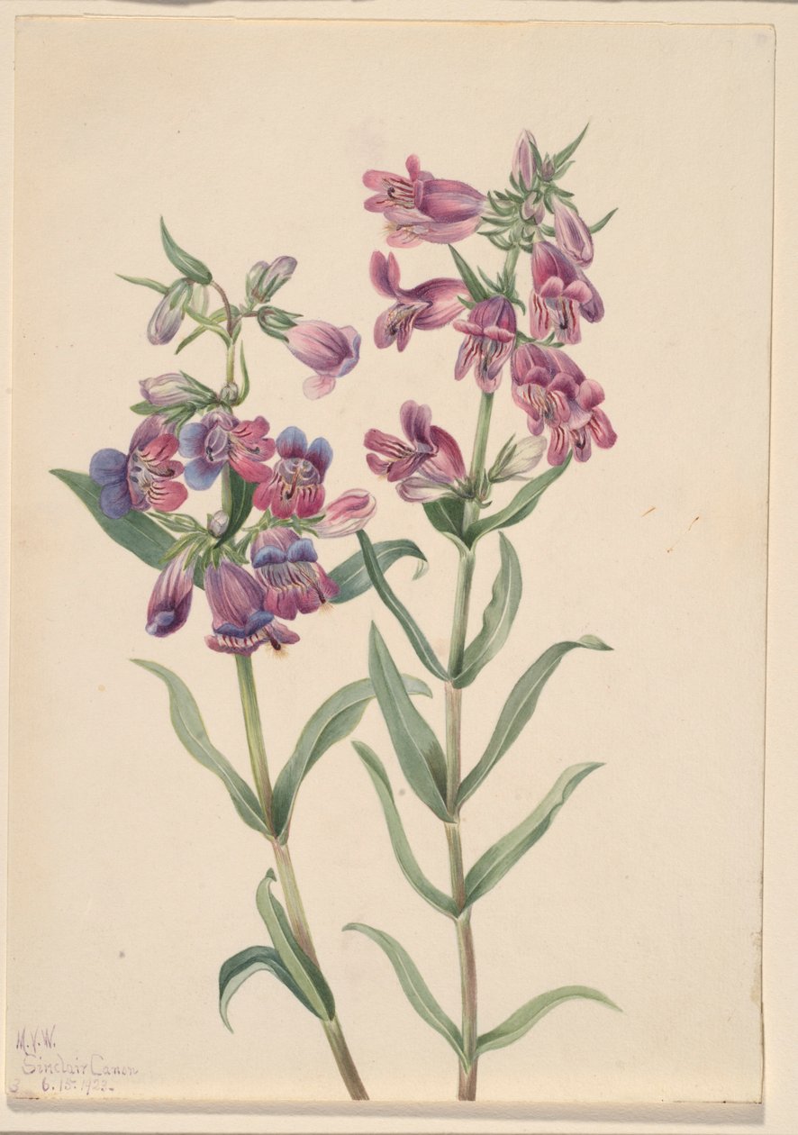Pentstemon delle praterie (Pentstemon erianthera) da Mary Vaux Walcott