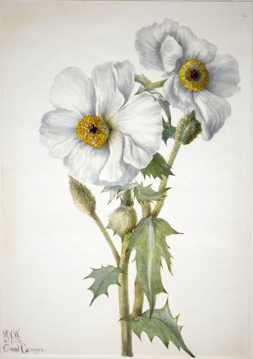 Papavero spinoso Argemone hispida, 1936 da Mary Vaux Walcott