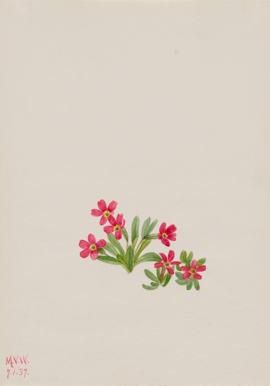 Primula (Primula angustifolia) da Mary Vaux Walcott