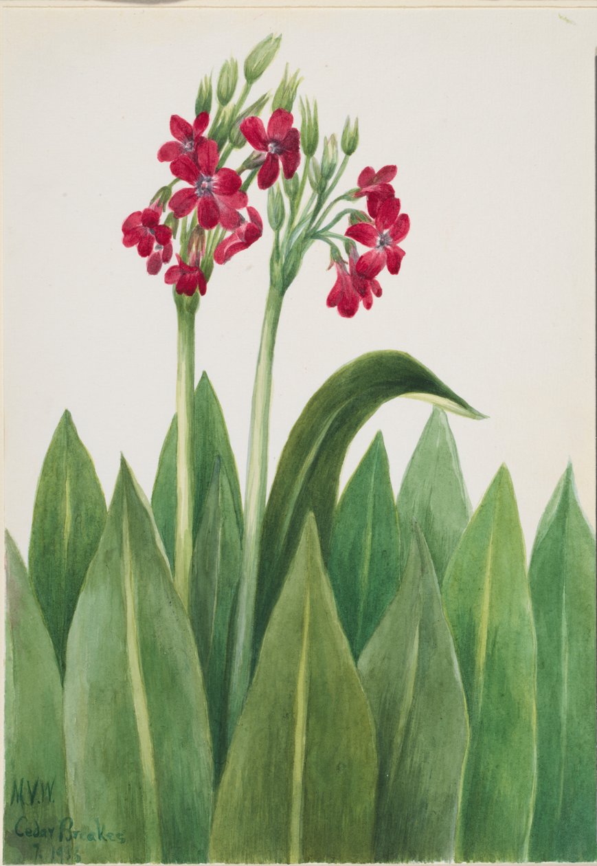 Primrose (Primula parryi) da Mary Vaux Walcott