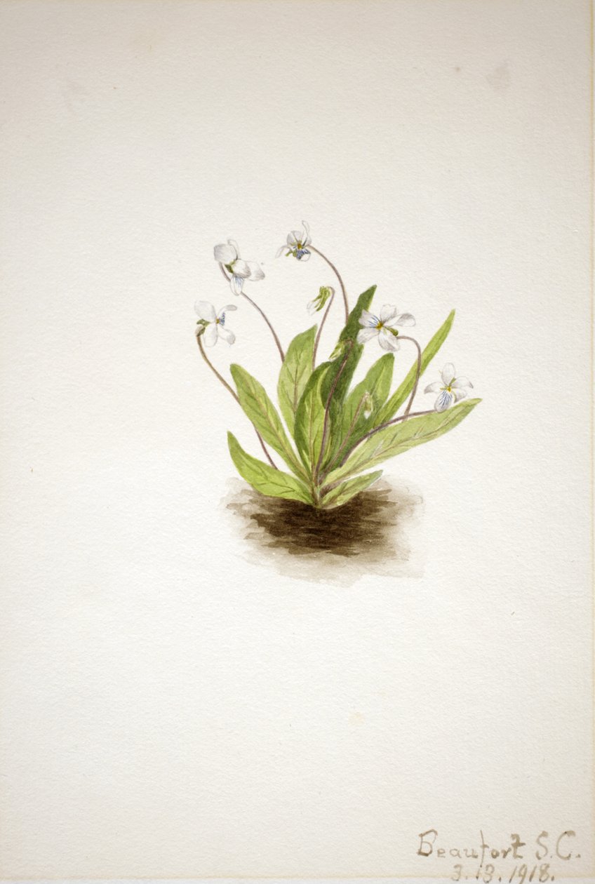 Primula viola Viola primulifolia, 1918 da Mary Vaux Walcott
