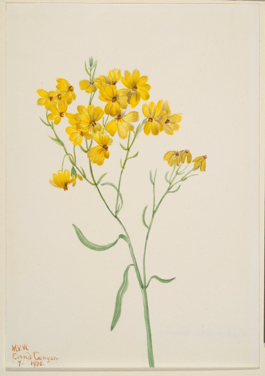 Psilostrophe sparsiflora da Mary Vaux Walcott