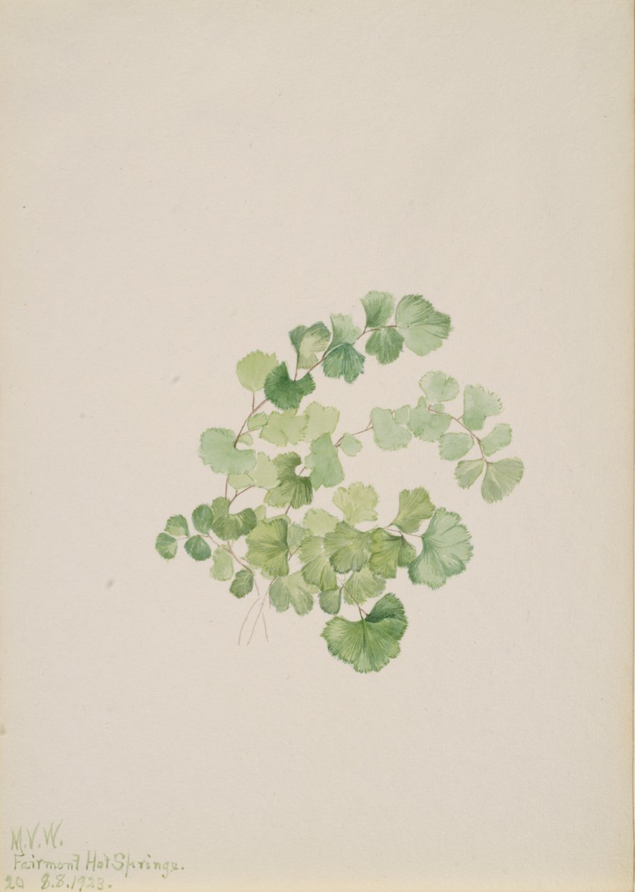 Puccoon Lithospermum ruderale, 1923 da Mary Vaux Walcott