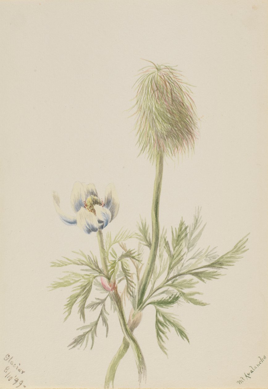 Pulsatilla occidentalis da Mary Vaux Walcott