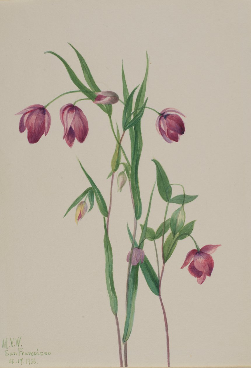 Lanterna fatata viola Calochortus anoenum, 1936 da Mary Vaux Walcott