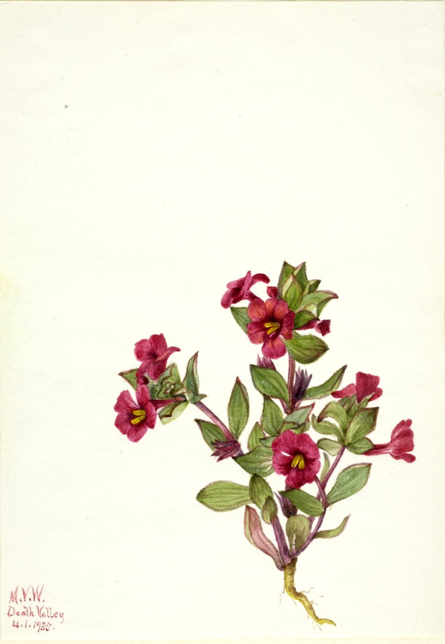Fiore di scimmia viola Mimulus bigelovii, 1935 da Mary Vaux Walcott
