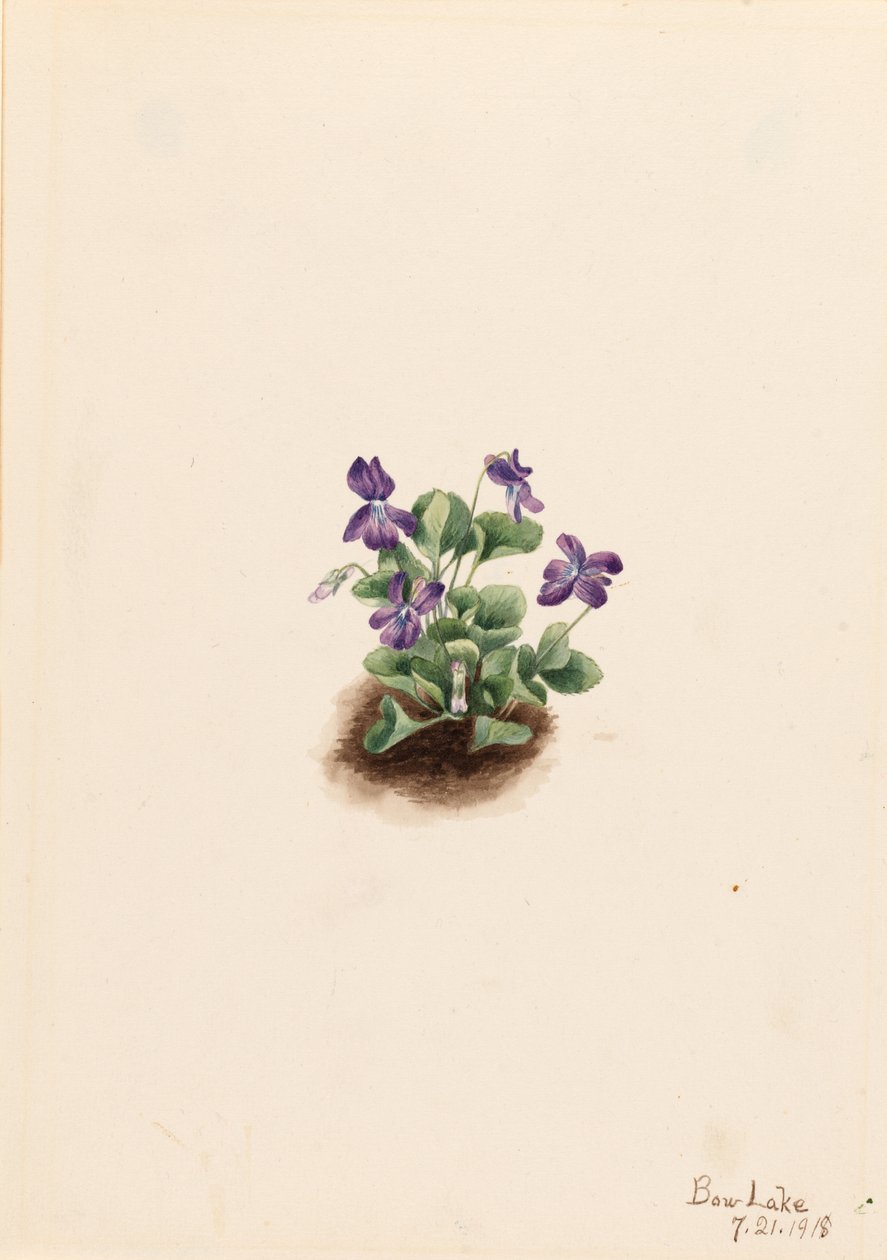 Viola di montagna (Viola adunca) da Mary Vaux Walcott