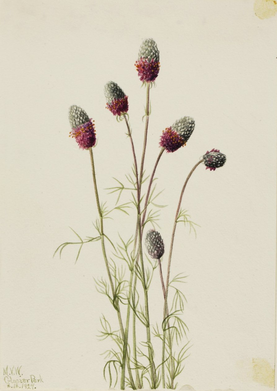 Prairieclover viola (Petalostemon purpureum) da Mary Vaux Walcott