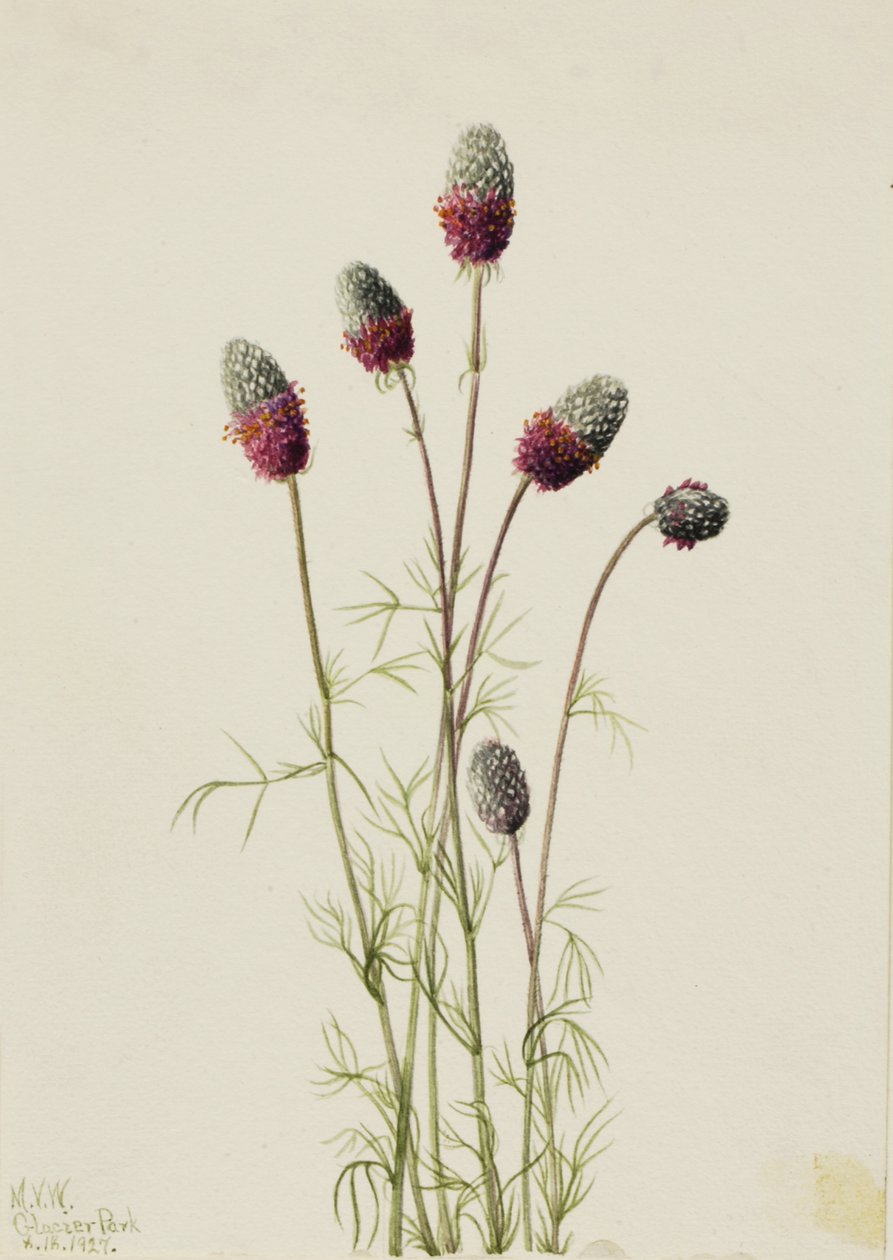 Trifoglio della prateria viola Petalostemon purpureum da Mary Vaux Walcott