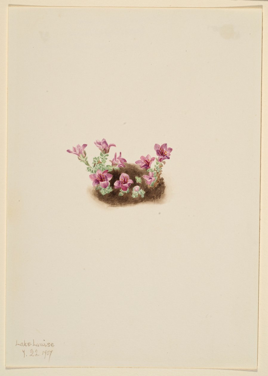 Sassifraga viola (Saxifrage oppositifolia) da Mary Vaux Walcott
