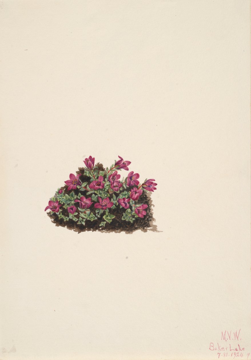 Sassifraga purpurea da Mary Vaux Walcott