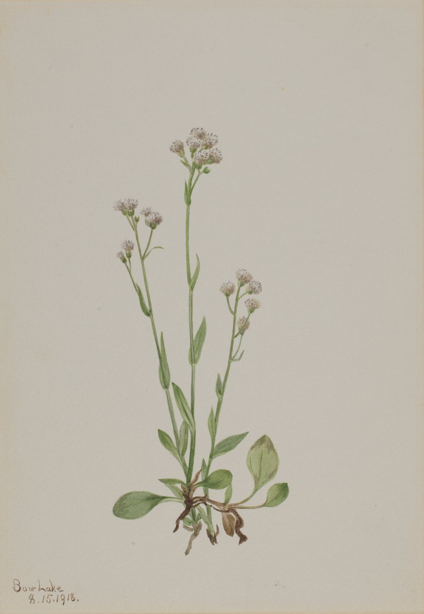 Antennaria racemosa da Mary Vaux Walcott