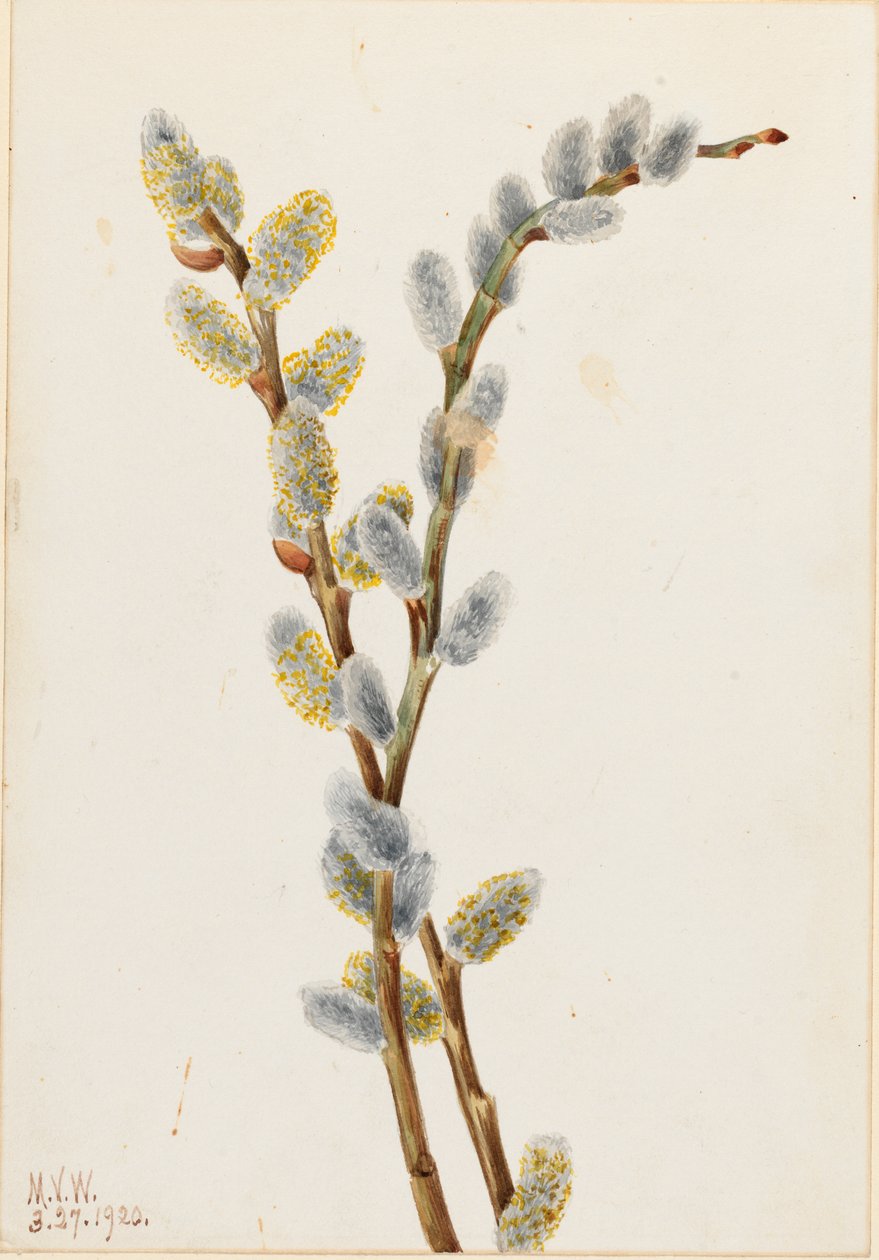 Salice delle passere (Salix discolor) da Mary Vaux Walcott