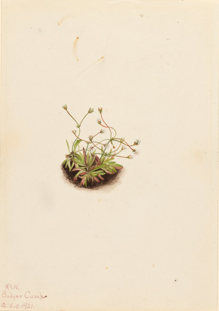 Androsace pigmeo Androsace subumbellata da Mary Vaux Walcott