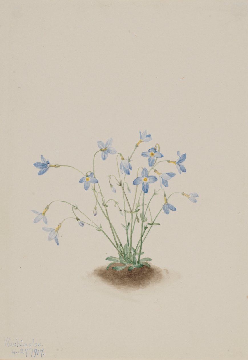 Quacchere (Houstonia caerulea) da Mary Vaux Walcott