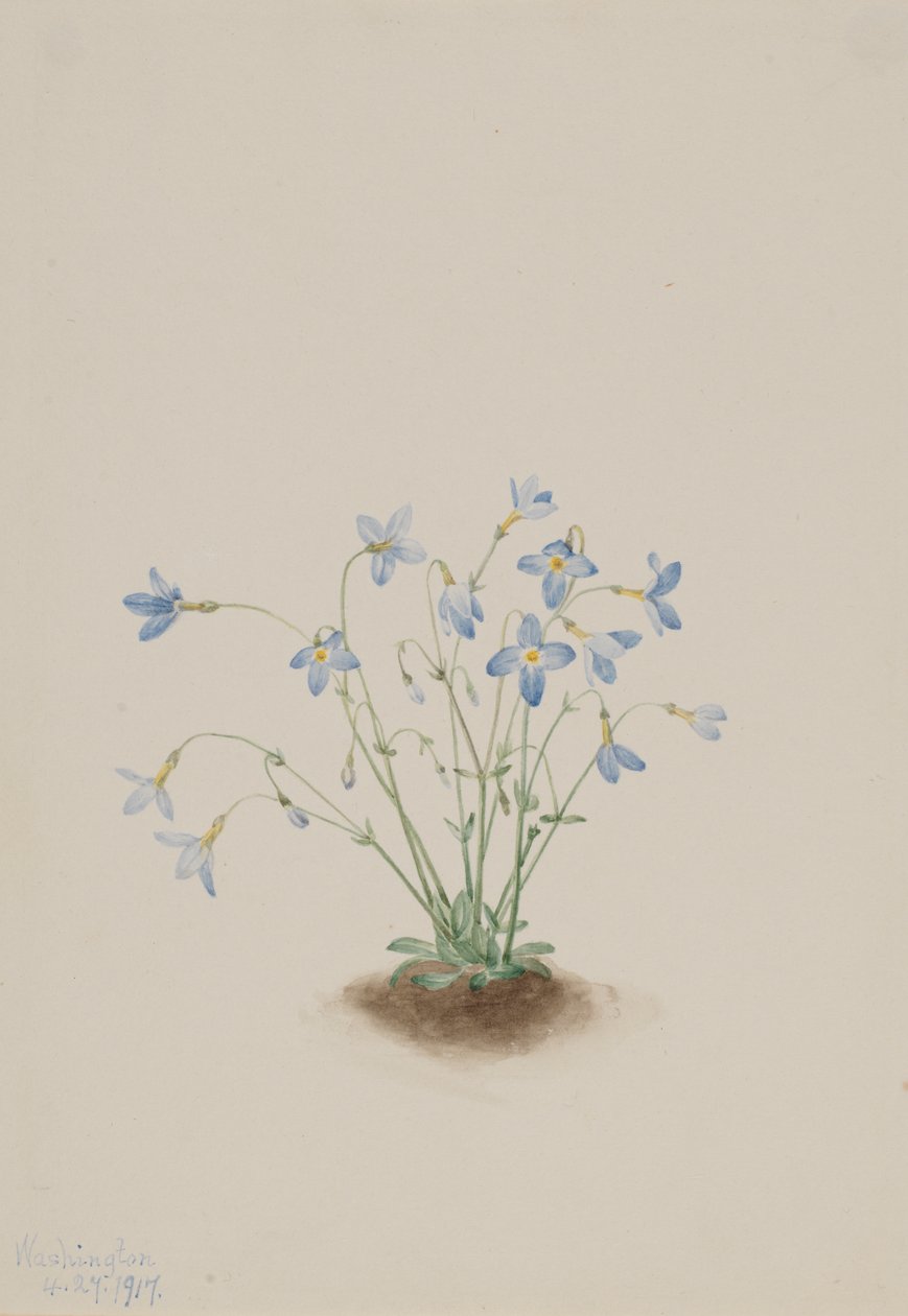 Quakerladies Houstonia caerulea, 1917 da Mary Vaux Walcott