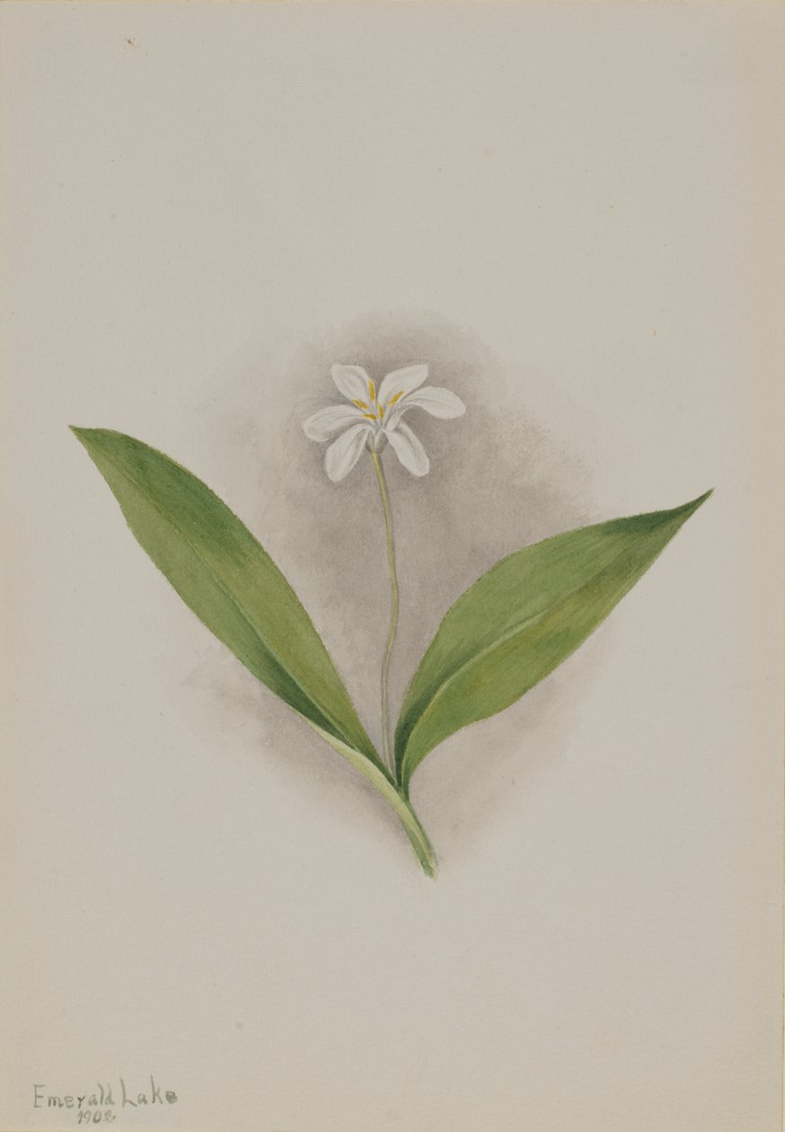 Queencup (Clintonia uniflora) da Mary Vaux Walcott