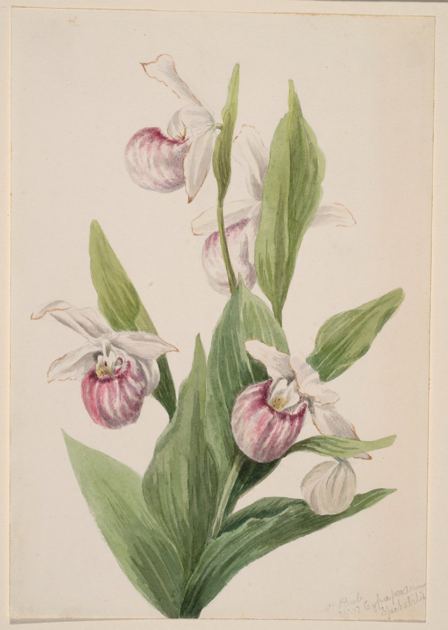 Pantofola della regina (Cypripedium reginae) da Mary Vaux Walcott