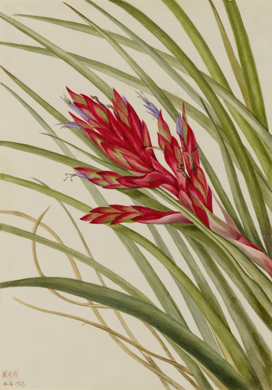 Tillandsia a foglia di quaglia (Tillandsia fasciculata) da Mary Vaux Walcott