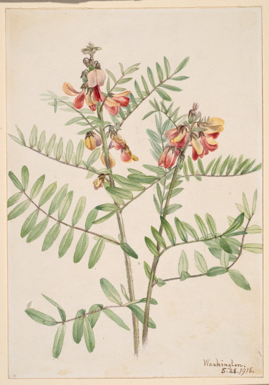 Rabbitbean (Cracca virginiana) da Mary Vaux Walcott