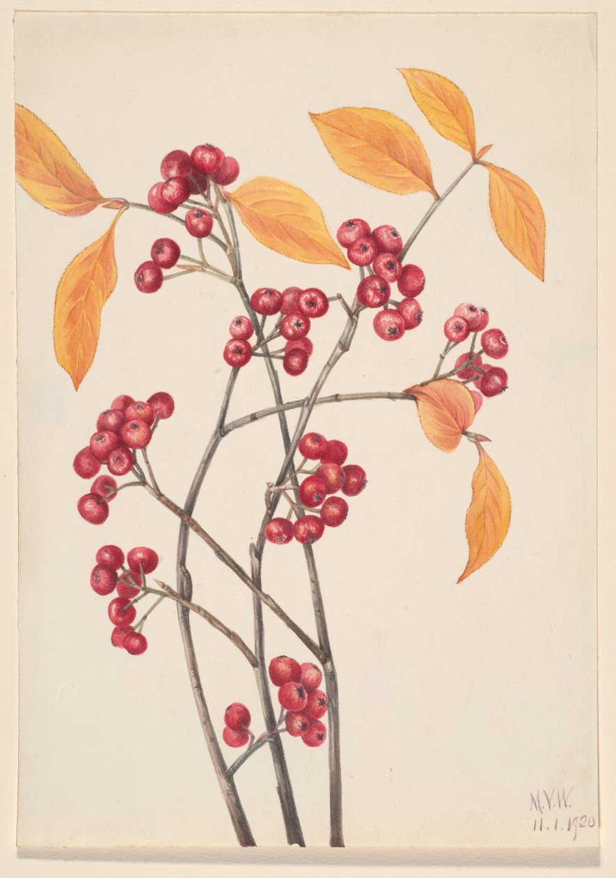 Aronia arbutifolia, 1920 da Mary Vaux Walcott