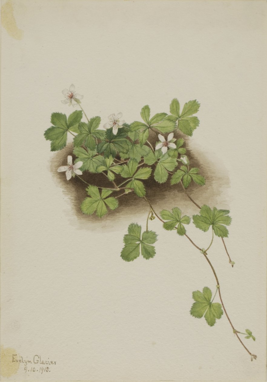 Rugiada rossa (Rubus pedatus) da Mary Vaux Walcott
