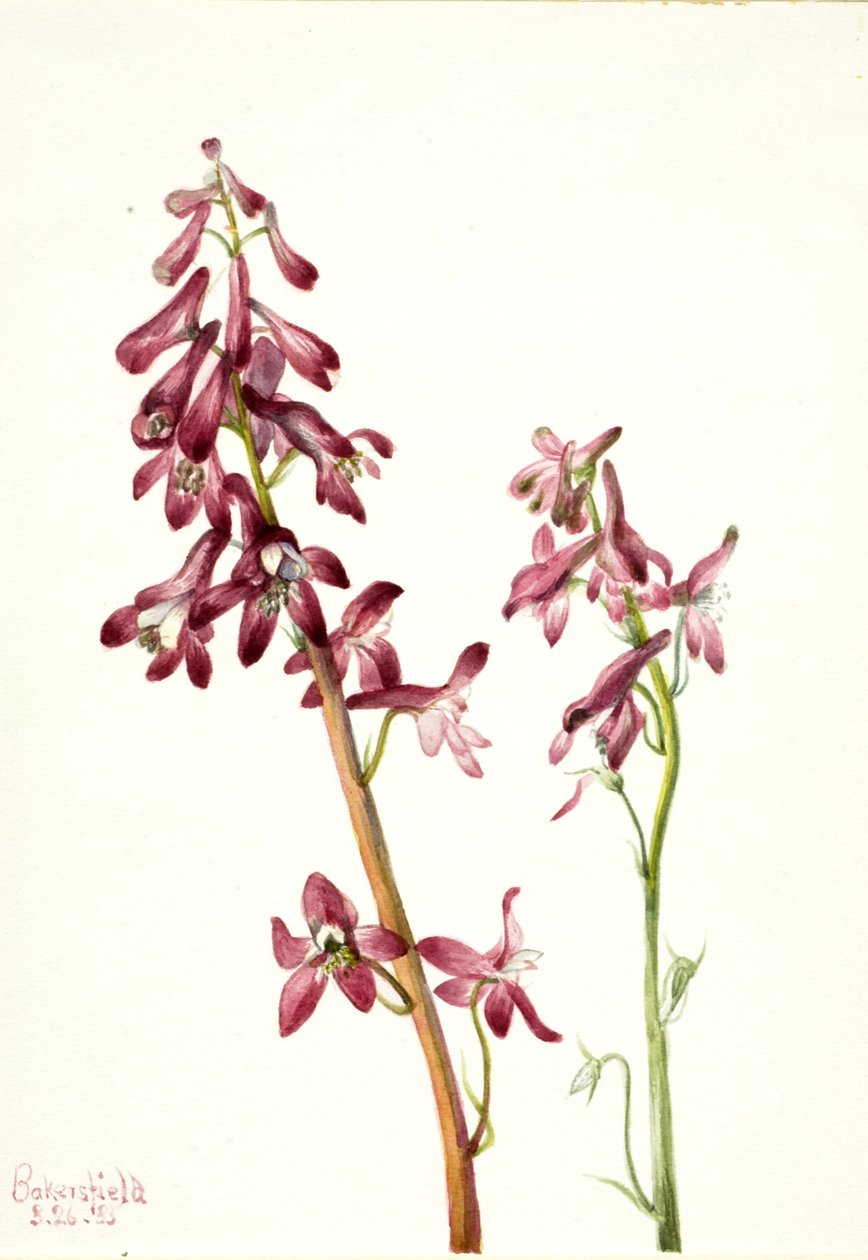 Speronella rossa Delphinium nudicale da Mary Vaux Walcott