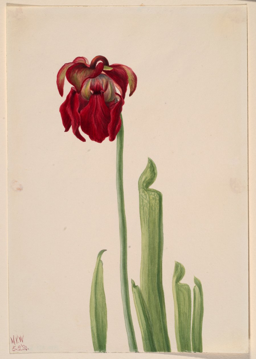 Pianta grassa rossa (Sarracenia jonesii) da Mary Vaux Walcott
