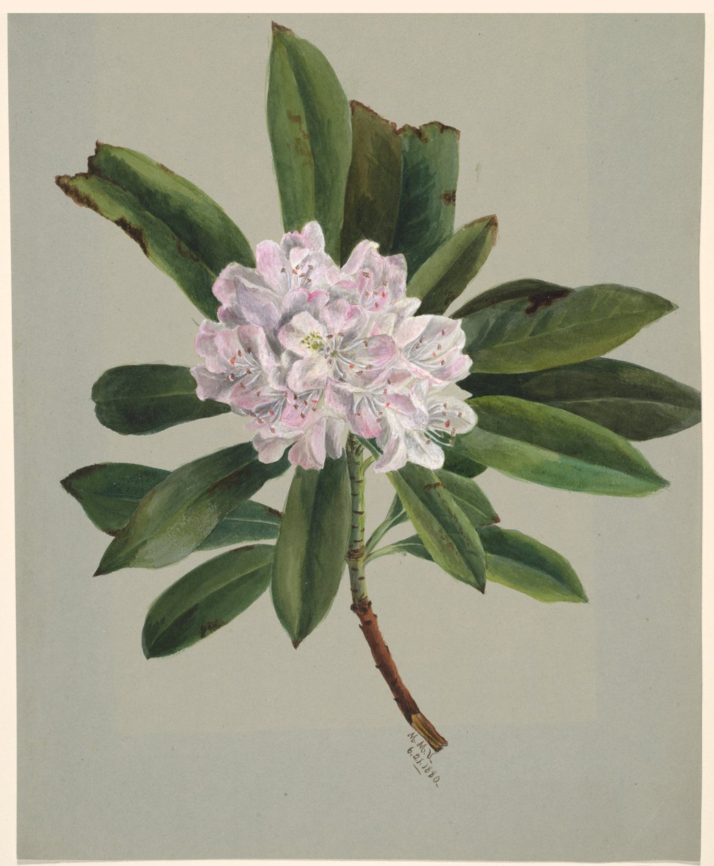 Rhododendron Rhododendron maximum, 1880 da Mary Vaux Walcott