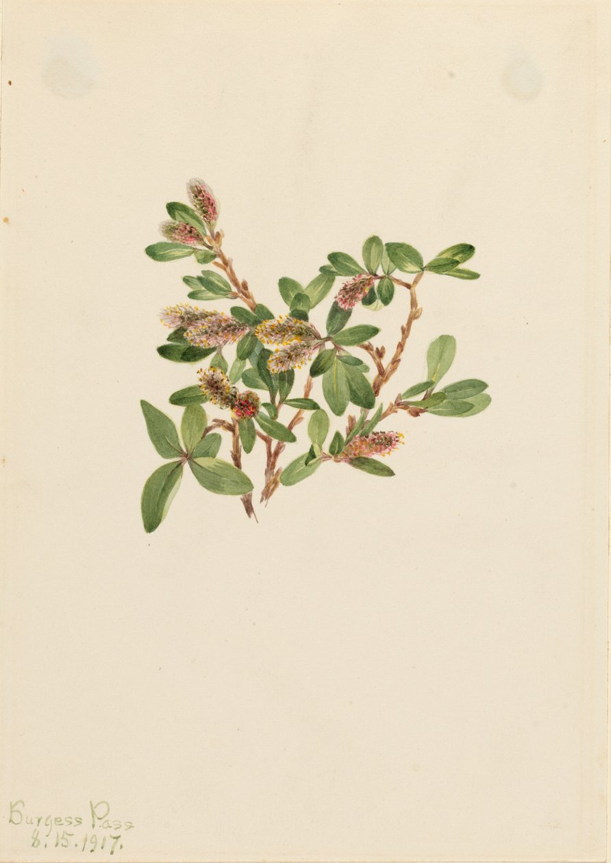 Salice roccioso Salix petrophila, 1917 da Mary Vaux Walcott