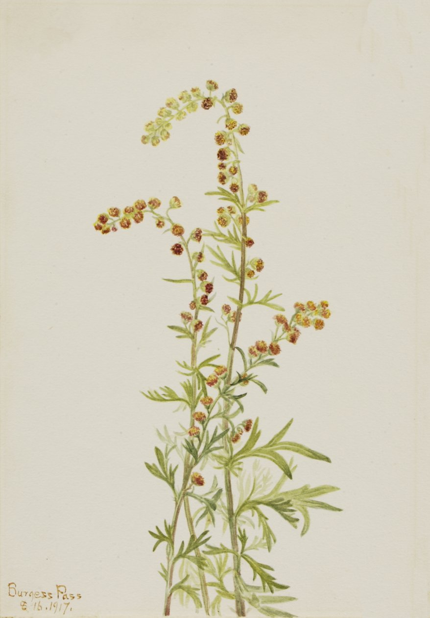 Assenzio delle Rocce Artemisia discolor da Mary Vaux Walcott