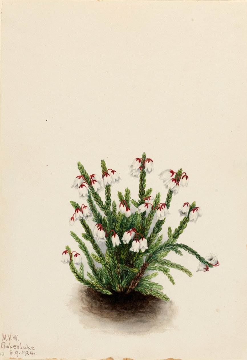 Cassiope delle Montagne Rocciose (Cassiope mertensiana) da Mary Vaux Walcott
