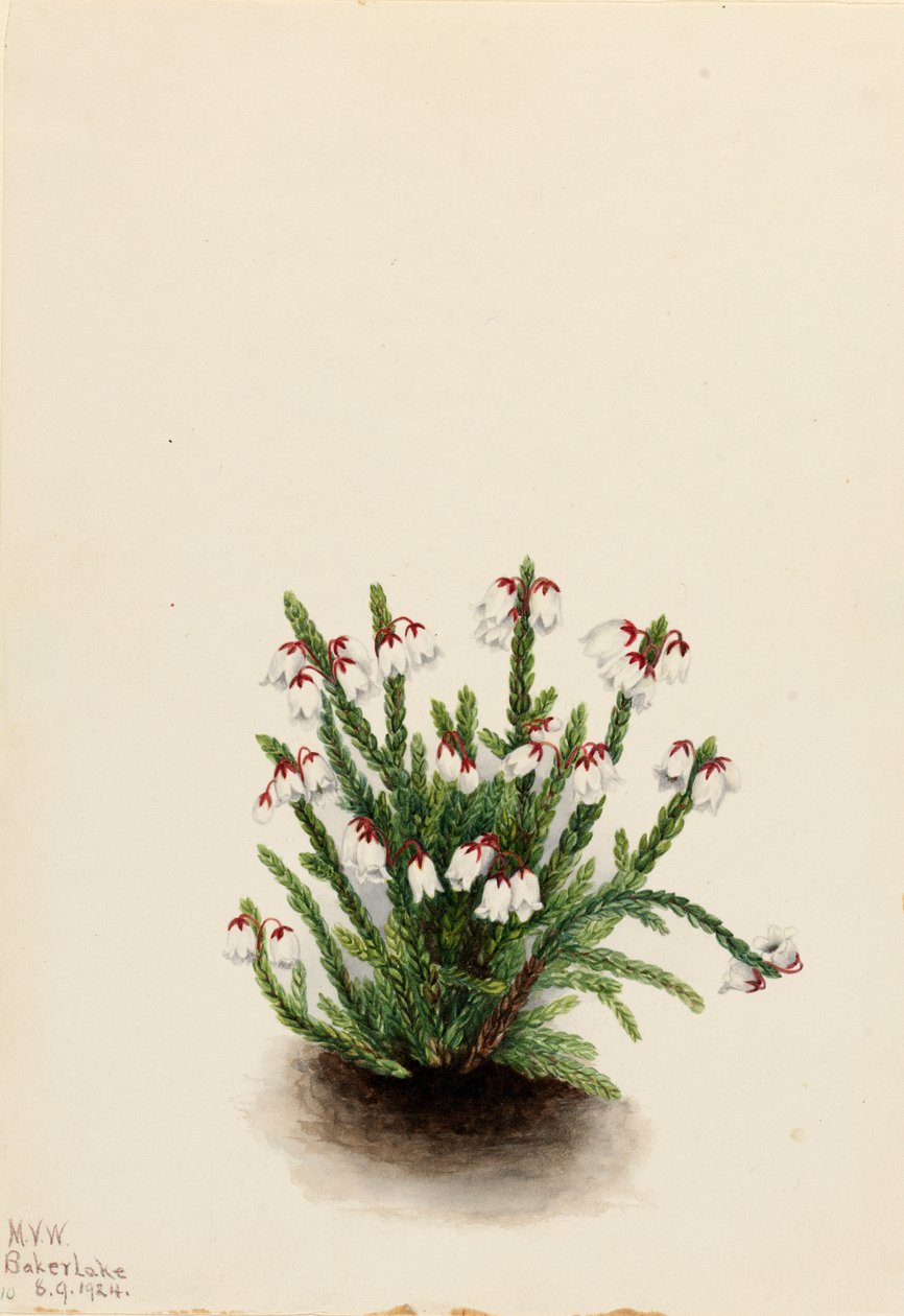 Cassiope delle Montagne Rocciose Cassiope mertensiana, 1924 da Mary Vaux Walcott