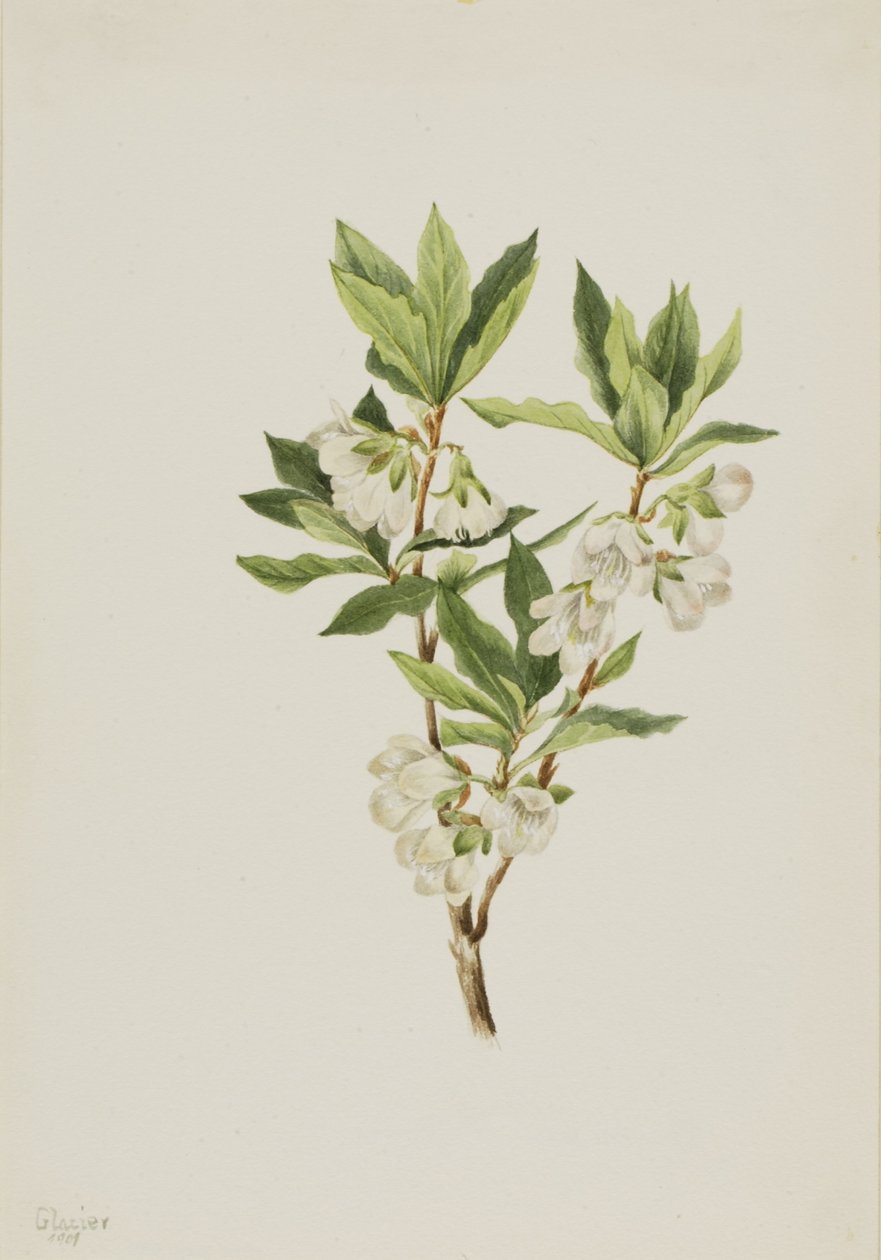 Rododendro delle Montagne Rocciose (Rhododendron albiflorum) da Mary Vaux Walcott