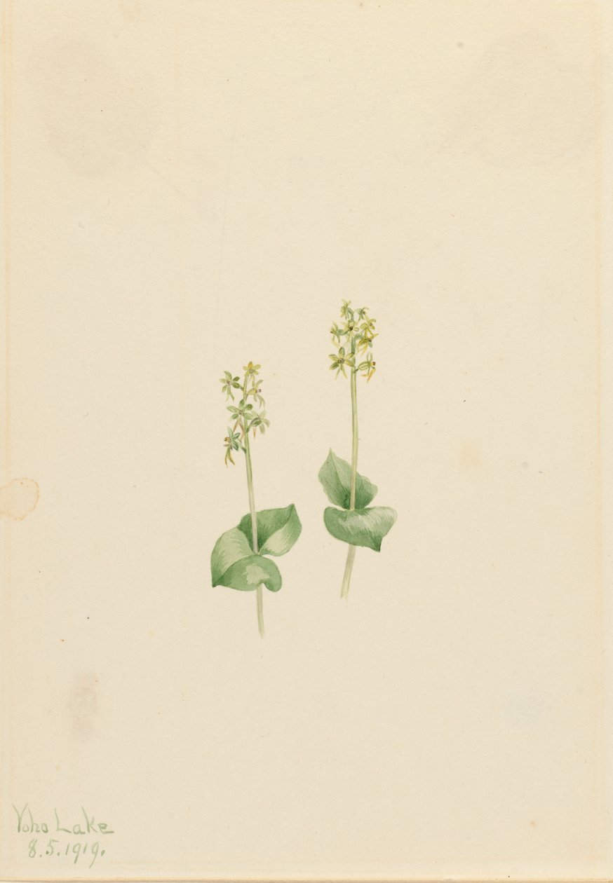 Twayblade delle Montagne Rocciose Ophrys necrophylla, 1919 da Mary Vaux Walcott