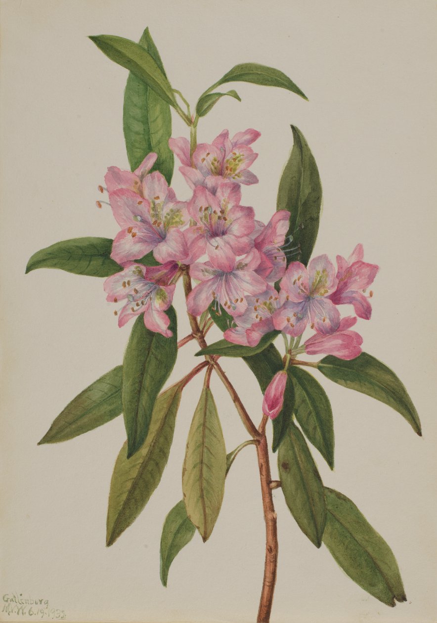 Rhododendron carolinianum, 1932 da Mary Vaux Walcott